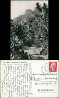 Monaco Jardin (Park) Exotique Aloès, Opuntias Et Cereus Divers 1952 - Other & Unclassified