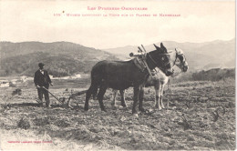 FR66 MAUREILLAS - Labouche 439 - Mulets Labourant La Vigne Sur Le Plateau - Animée - Rare - Belle - Other & Unclassified