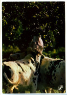 CPSM / CPM 10.5 X 15 Prestige NORMANDIE Vache Dégustant Les Feuilles Ou Les Fruits D'un Arbre* - Basse-Normandie