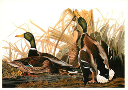 Format - 160 X 115 Mms - Animaux - Oiseaux - Illustration De Jean-Jacques Audubon - Mallard (Mallard Duck) - Stockente - - Oiseaux