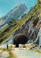 Animaux - Vaches - Pyrénées - Route Du Col D'Aubisque - CPM - Voir Scans Recto-Verso - Cows