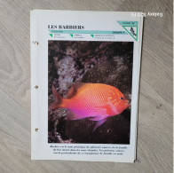 Fiche Animaux  ** Poissons   ** Les Barbiers  ** - Animals