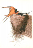 Format - 160 X 115 Mms - Animaux - Oiseaux - Illustration De Jean-Jacques Audubon - Bam Swallow - Rauchschwalbe - Hirond - Birds