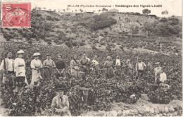 FR66 MILLAS - Vendanges Des Vignes LAUZE - Gros Plan - Animée - Belle - Millas