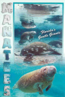 Animaux - Lamantin - Florida Manatee - CPM - Carte Neuve - Voir Scans Recto-Verso - Autres & Non Classés