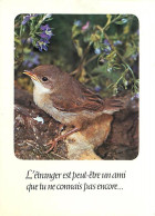 Animaux - Oiseaux - Jeune Moineau - CPM - Voir Scans Recto-Verso - Oiseaux