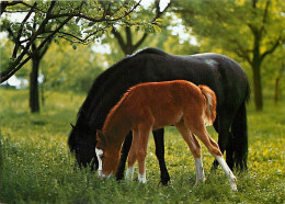 Animaux - Chevaux - CPM - Voir Scans Recto-Verso - Chevaux