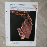 Fiche Animaux  **  Ptéropoditdés  ** Chauve-Souris à épaulettes - Animaux