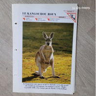 Fiche Animaux  **  Ordre Marsupiaux  ** Le Kangourou Roux - Animals