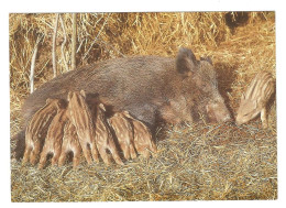 WILD BOAR With EIGHT SQUEAKERS - Aaltonen Wild Boar Farm - KANTELE - FINLAND - - Other & Unclassified