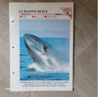 Fiche Animaux  **  Ordre Cétacés  ** La Baleine Bleue - Animaux