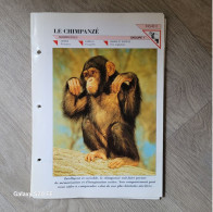 Fiche Animaux  **  Ordre Primates ** Le Chimpanzé - Animales