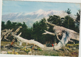 Dav : Corse : Forêt De Valdo-nielle Col De  Vergio , Le Repos  Du  Bucheron - Autres & Non Classés