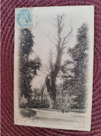 Dijon , Peuplier Du Jardin De L'arquebuse - Bomen