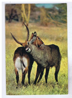 ANIMAUX - FAUNE AFRICAINE - Antilopes - IRIS N° 6833 - Autres & Non Classés