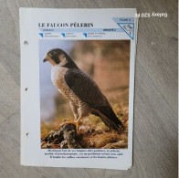 Fiche Animaux  **  Falconiformes ** Le Faucon Pèlerin - Animals