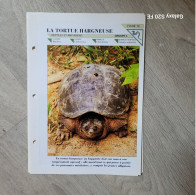 Fiche Animaux  **  Reptiles  ** La Tortue Hargneuse - Animales