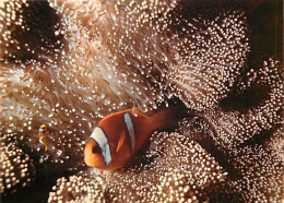 Animaux - Poissons - Féérie Sous Marine Tropicale - Amphiprion - Ces Poissons Vivent En Symbiose Avec Les Redoutables An - Poissons Et Crustacés