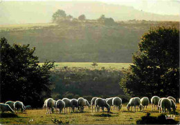 Animaux - Moutons - Scène Pastorale - CPM - Voir Scans Recto-Verso - Autres & Non Classés