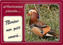 Animaux - Oiseaux - Canard Des Bois - CPM - Voir Scans Recto-Verso - Birds