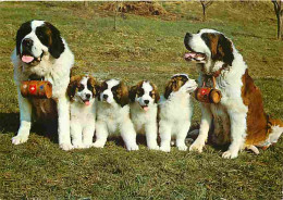 Animaux - Chiens - Saint Bernard - CPM - Voir Scans Recto-Verso - Chiens