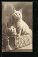 AK Zwei Junge Katzen In Einem Weidenkorb  - Chats