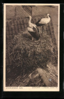 AK Storchenpaar Im Nest Auf Einem Dachgiebel  - Oiseaux