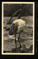 AK Heiliger Ibis  - Birds