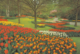 Keukenhof Lisse Holland - Lisse