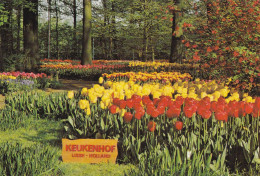 Keukenhof Lisse Holland - Lisse