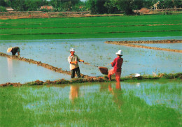 VIET-NAM - Dayly Lif Of Viet Nam - Tat Noc Gau Giai - Quang Nam - Scoop Watering - Animé - Carte Postale Ancienne - Viêt-Nam