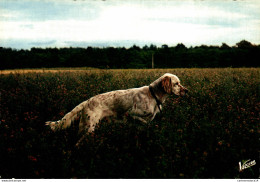 NÂ°36077  Z -cpsm Setter Ã  L'arrÃªt En Sologne - Hunde