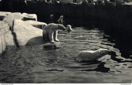 NÂ°35963 Z -cpa Parc Zoologique De Vincennes -Ours Blancs- - Osos