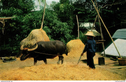 NÂ°36604 Z -cpsm ThaÃ¯ Farmers Thresh By Buffalo - Thailand