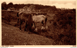 NÂ°37002 Z -cpa New Forest Ponies - Horses