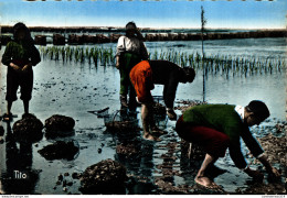 NÂ°38626 Z -cpsm La PÃªche Aux HuÃ®tres Dans Le Bassin D'Arcachon - Pesca