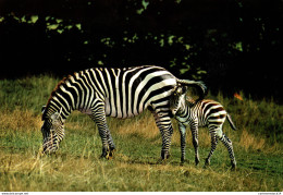 NÂ°38200 Z -cpsm Maman ZÃ¨bre Et Son Petit - Zebre