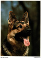 NÂ°38189 Z -cpsm Berger Allemand - Dogs