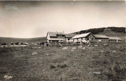 FRANCE - Ballon D'Alsace (T De B) - Alt 1256m - Ferme Restaurant Brust Et Le Sommet - Moutons - Carte Postale Ancienne - Sonstige & Ohne Zuordnung