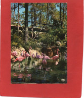 17------PARC ZOOLOGIQUE De La PALMYRE---La Cascade Et Les Flamants Roses--voir 2 Scans - Andere & Zonder Classificatie