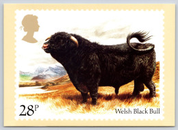 Cattle : Welsh Black Bull Used PHQ Card 1984 #73d - Cartes PHQ