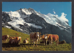 109387/ Kleine Scheidegg, Jungfrau - Andere & Zonder Classificatie