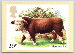 Cattle : Hereford Bull Used PHQ Card 1984 #73c - PHQ-Cards