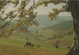 104702 - Vöhrenbach - Herbststimmung - Ca. 1980 - Villingen - Schwenningen