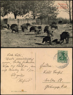 Ansichtskarte Moritzburg Fütterung Der Wildschweine 1911 - Moritzburg