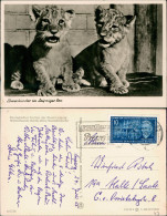 Ansichtskarte Leipzig Tiger Babys Im Zoo 1955 - Leipzig