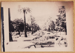 26427 / ⭐ ALGER Jardin Public Palmiers Automobiles Gouvernement Algérie 1950s Photographie 14x10 Cm - Algiers