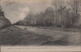 Chasse à Courre En Forêt De FONTAINEBLEAUX Chiens à La Voie Traversant Une Route - Fontainebleau