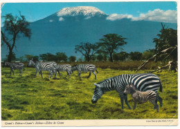 AFRICA-GRANT'S ZEBRA , Kenya Nice Stamp - Edition John Hinde Old Photo Postcard - Zebre