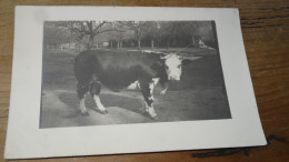 Carte Photo , VACHE, Photo Halipre A ROUEN ............... 19844 - Autres & Non Classés